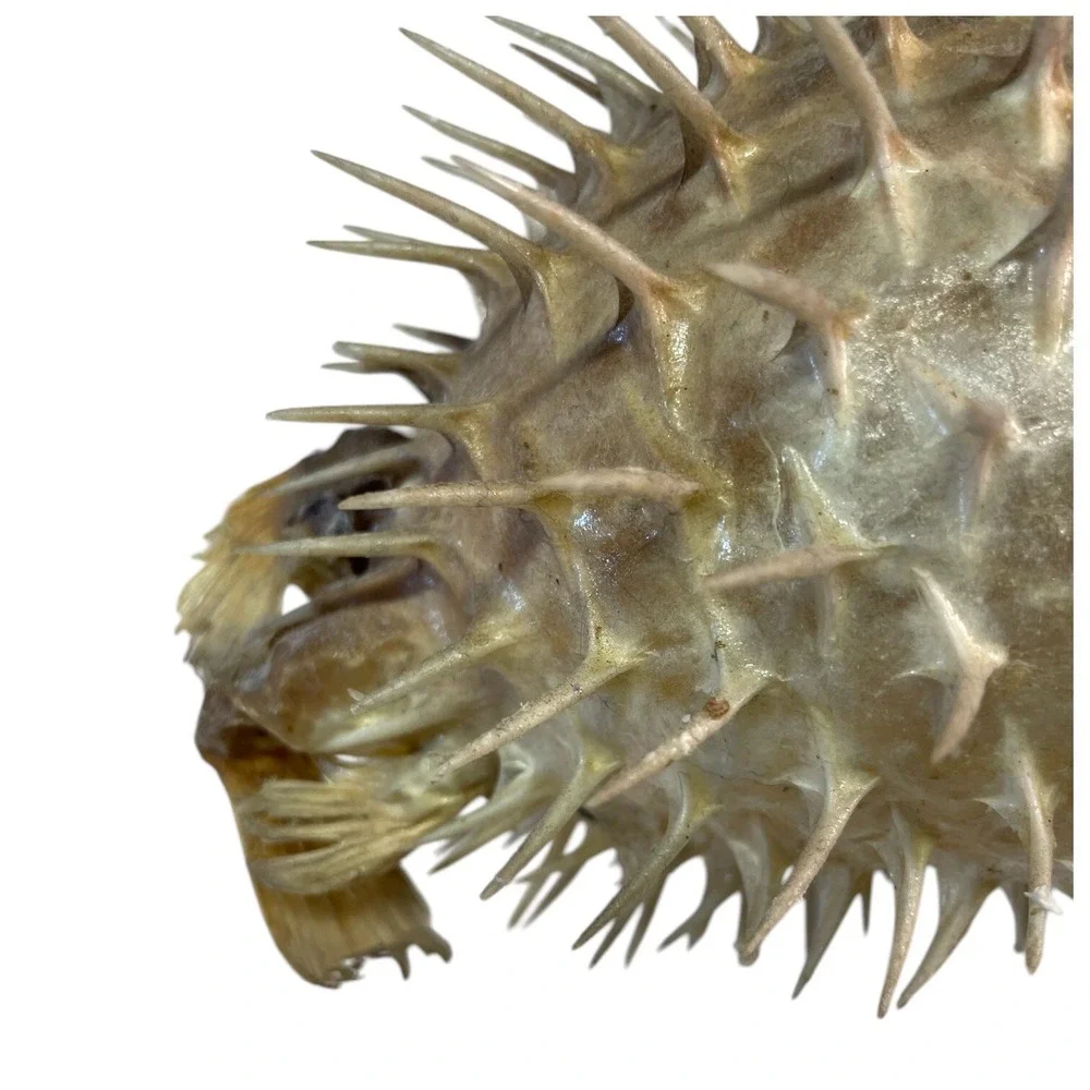 Vintage Puffer Fish Preserved Taxidermy Blowfish Balloonfish Dried